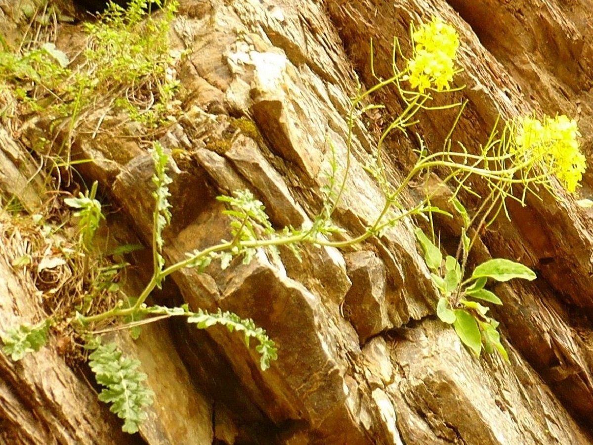 Erucastrum nasturtiifolium subsp. sudrei (Brassicaceae)